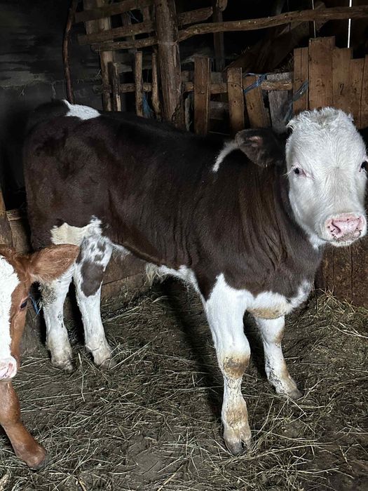 vand vitel albastru belgian