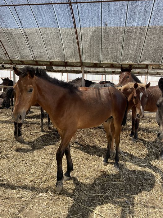Жылқы тай сатылады.