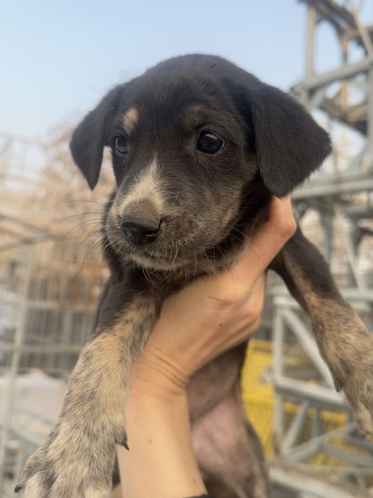 Щеночки в поисках дома!