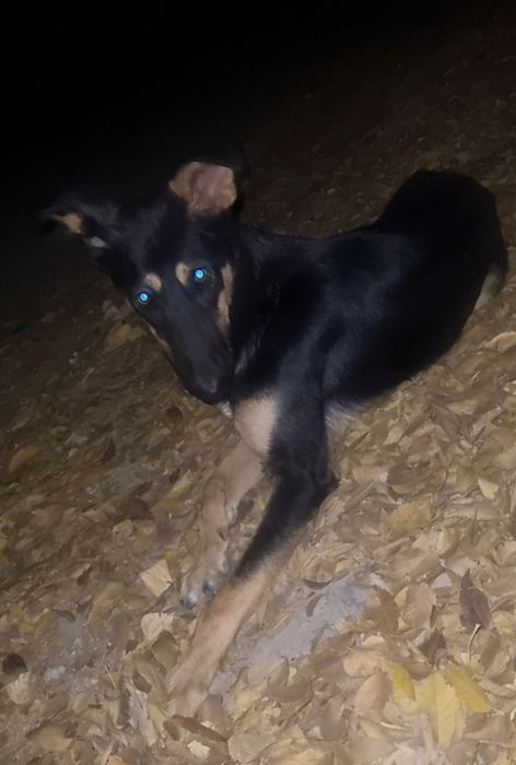 Лео ищет дом. Доставлю!