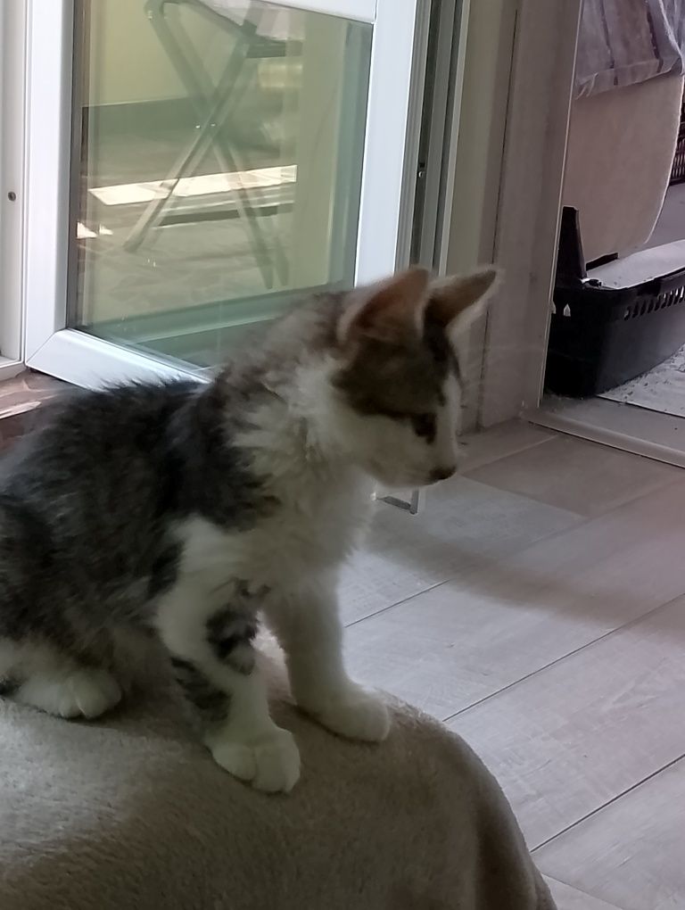 Подарявам малки котенца