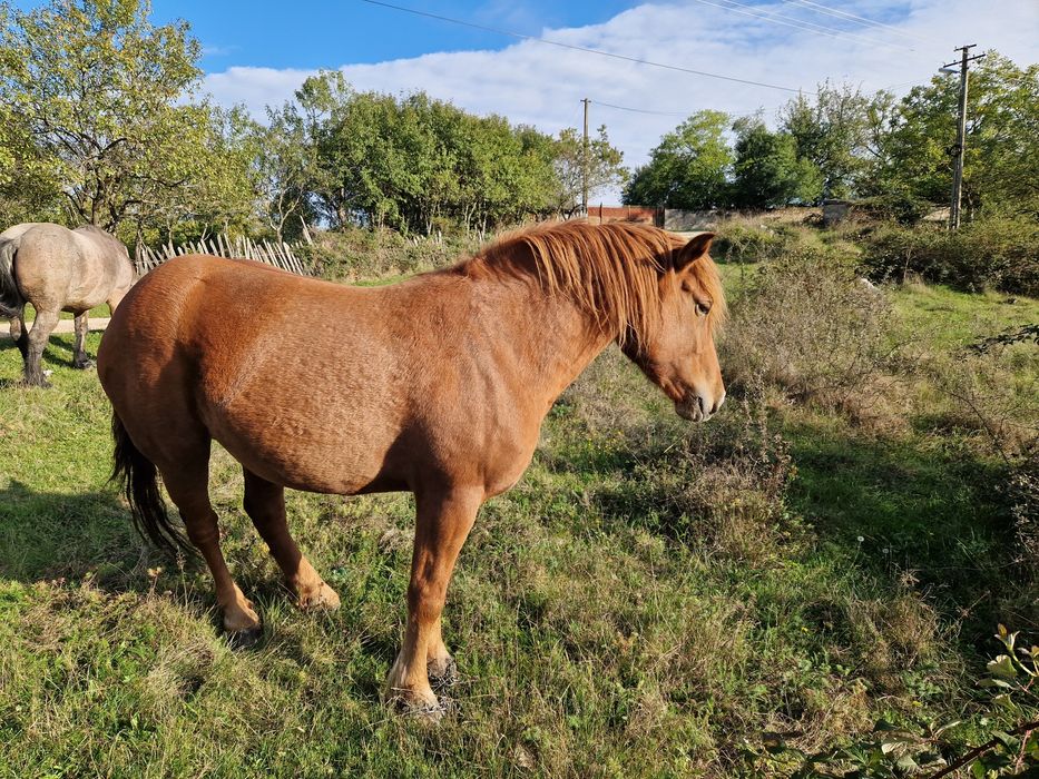 Vând manza de 4 ani jumate