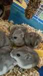 Hamster pitic Donez