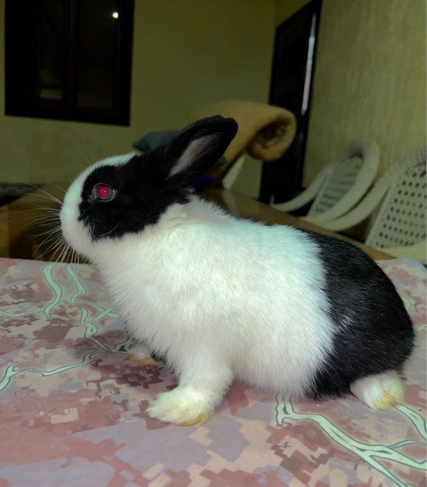 Quyon karlik кролик