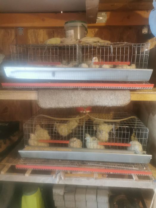 Vând prepelite tineret