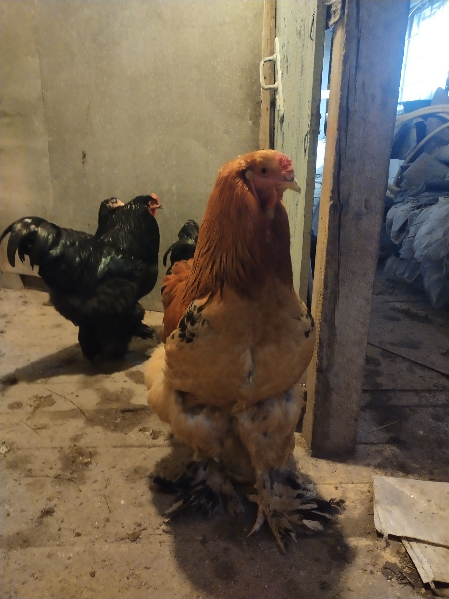 Продам цыплят Брама