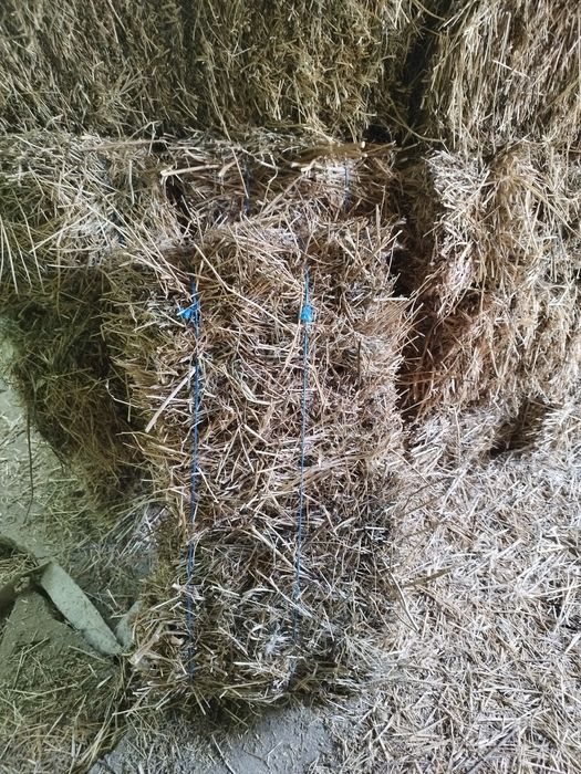 Baloti trifoi lucerna