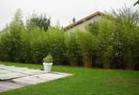 Bambus verde aclamat în România