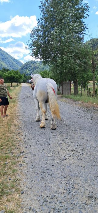 Vând sau Schimb Armăsar