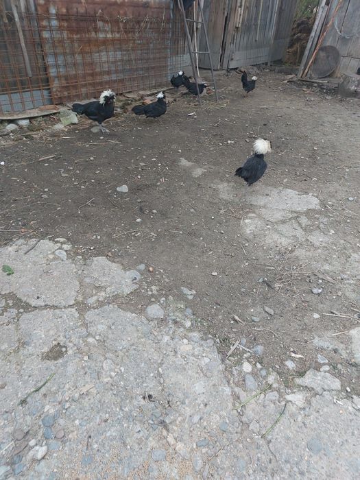 Cocoși  cu moț   de rasa