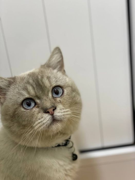 Britanskiy shinshila