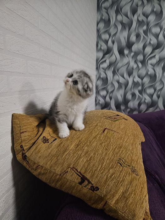 Scottish fold marmor