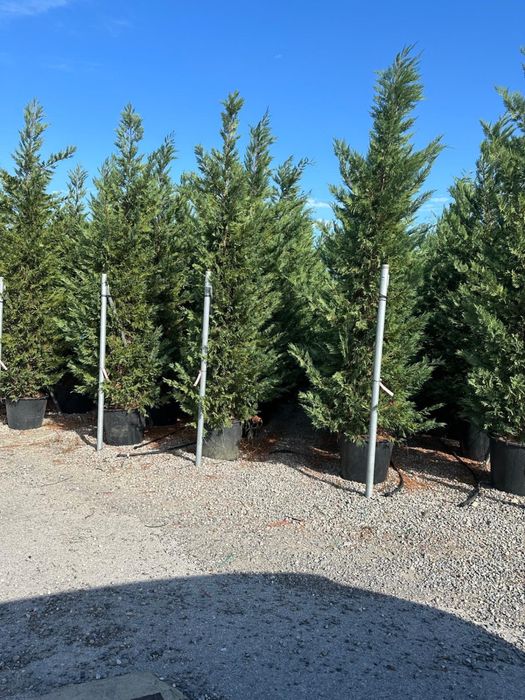 Spiral Tuia PonPon Magnolia Grandiflora Palmier Trachycarpus mesteacan