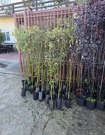 Amenajează-ți grădina cu arbori și arbuști de excepție