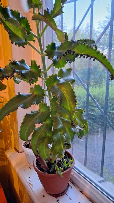 Комнатные растения