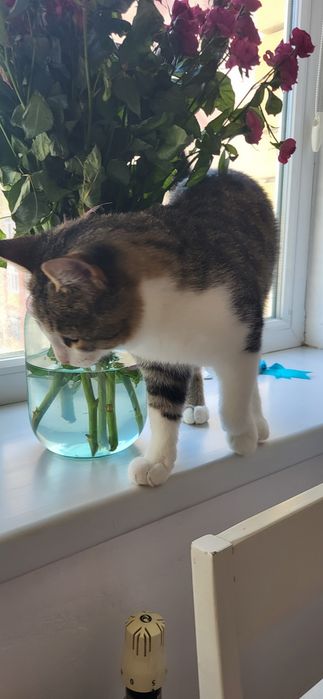 Котенка в добрые руки