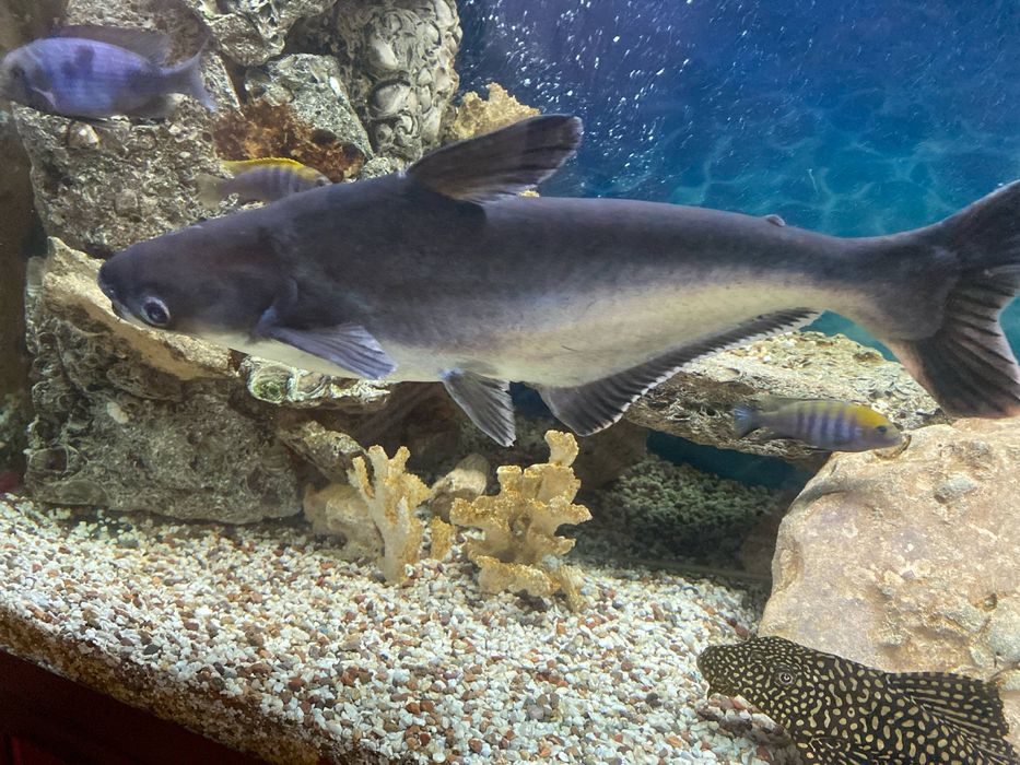 Продаю рыбу акулу мирную