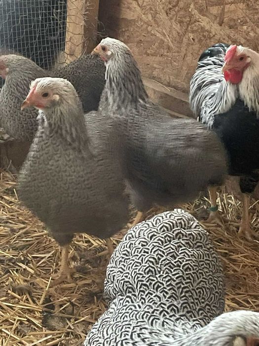 Wyandotte Pitic Argintiu cu benzi  2025