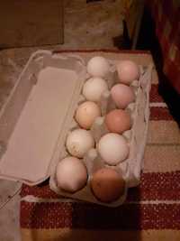 Ouă de găină,bio/proaspete