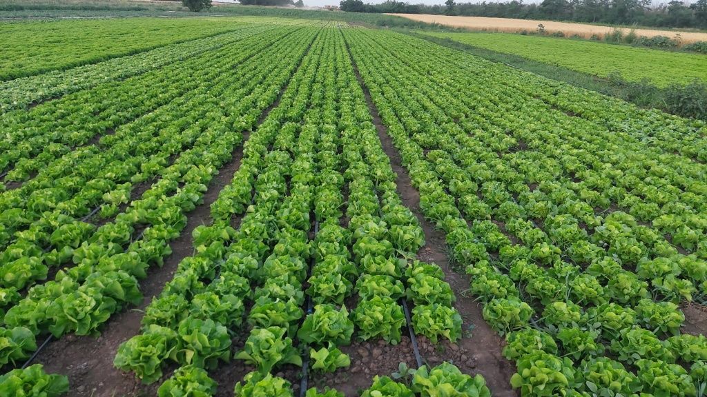 Salată verde normala