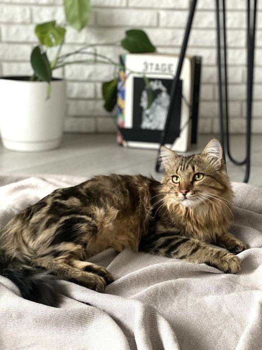 Молодой котик ищет дом!