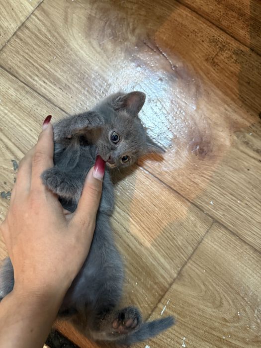 Котенок в хорошие руки мальчик