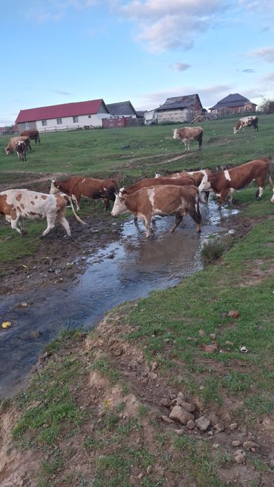 Vând 10 vaci diferite varste