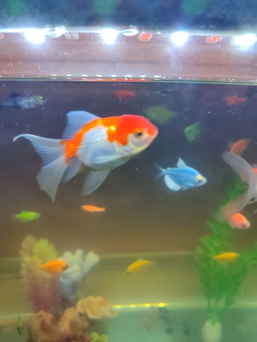 Продаются золотые рыбки по 25 тыс.