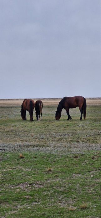 Жылқы сатылады құлынды бие