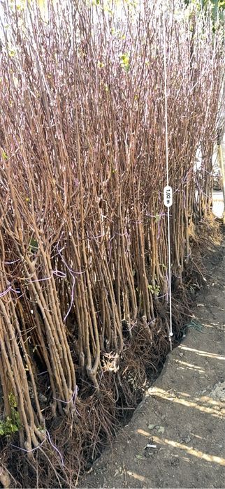 Pomi fructiferi clasici - excelență in horticultura de peste 25 de ani