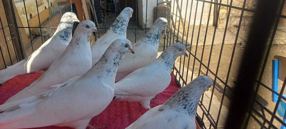 Продам голубей разных пород