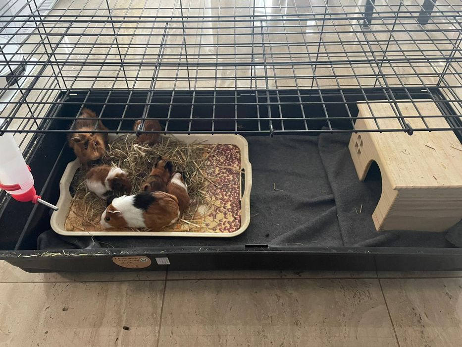 Vând cușcă rozătoare mici