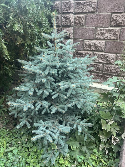 Елки 1 метр 10 см