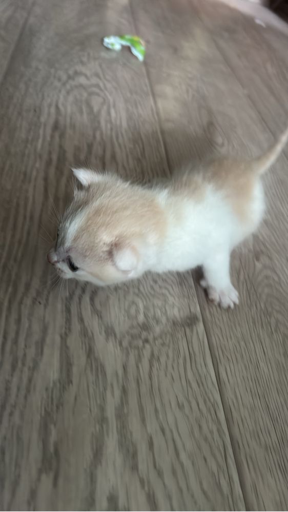 Отдам котят   От вислоухой кошки