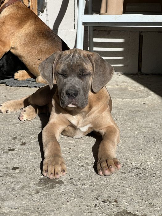 Кане Корсо.