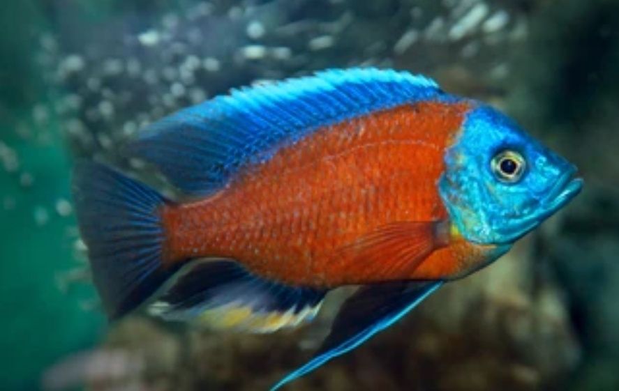Copadichromis kadango privaznoy bollari sotiladi
