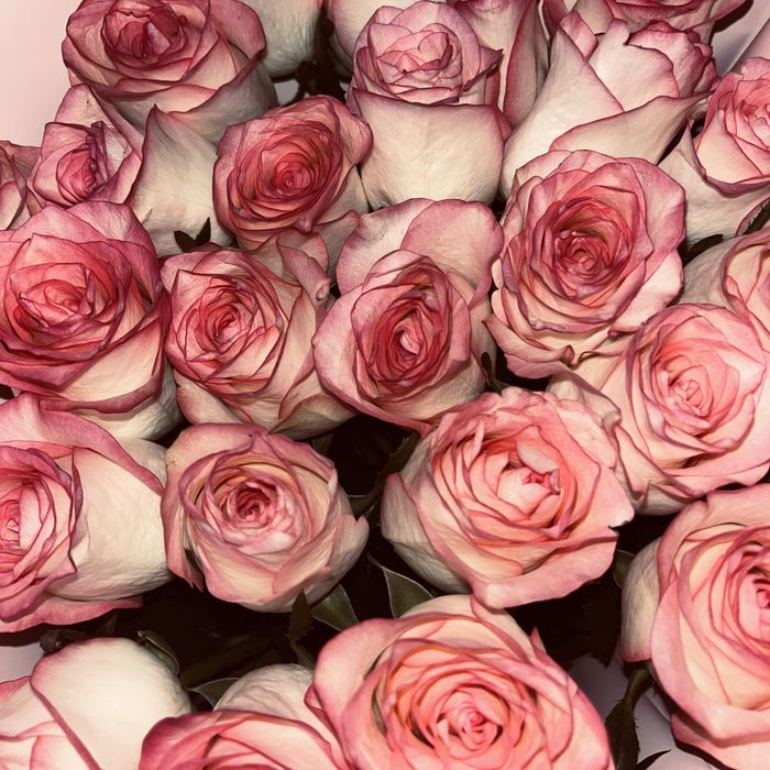 Цветы розы 25 штук