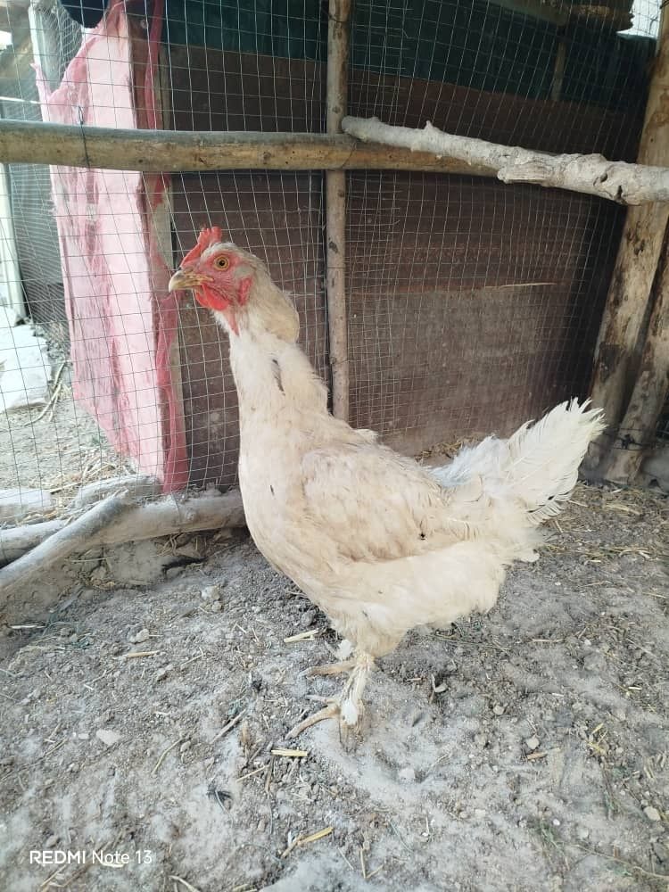 Продам куриц!Срочно!