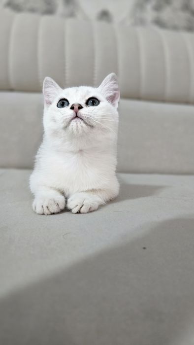 Toza qon Britan seribristiy shinshila sotladi ug'il va qiz