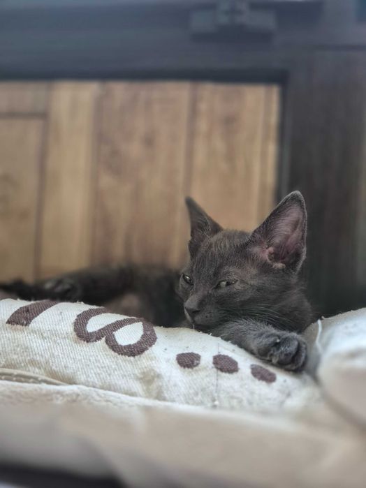 Подарява се коте