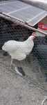 Vand sau schimb cocoș australorp alb