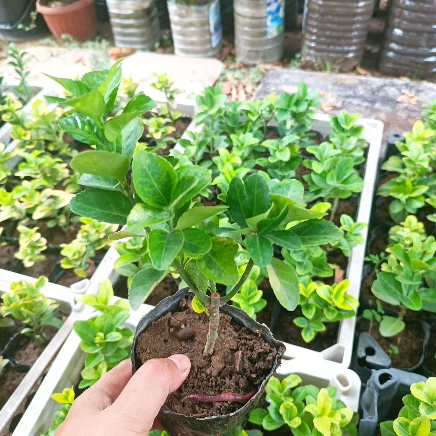 Бересклет кучатлари