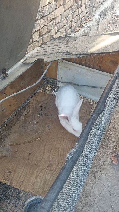 Zotli quyon sotiladi