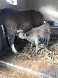 Vaca Holstein de vanzare