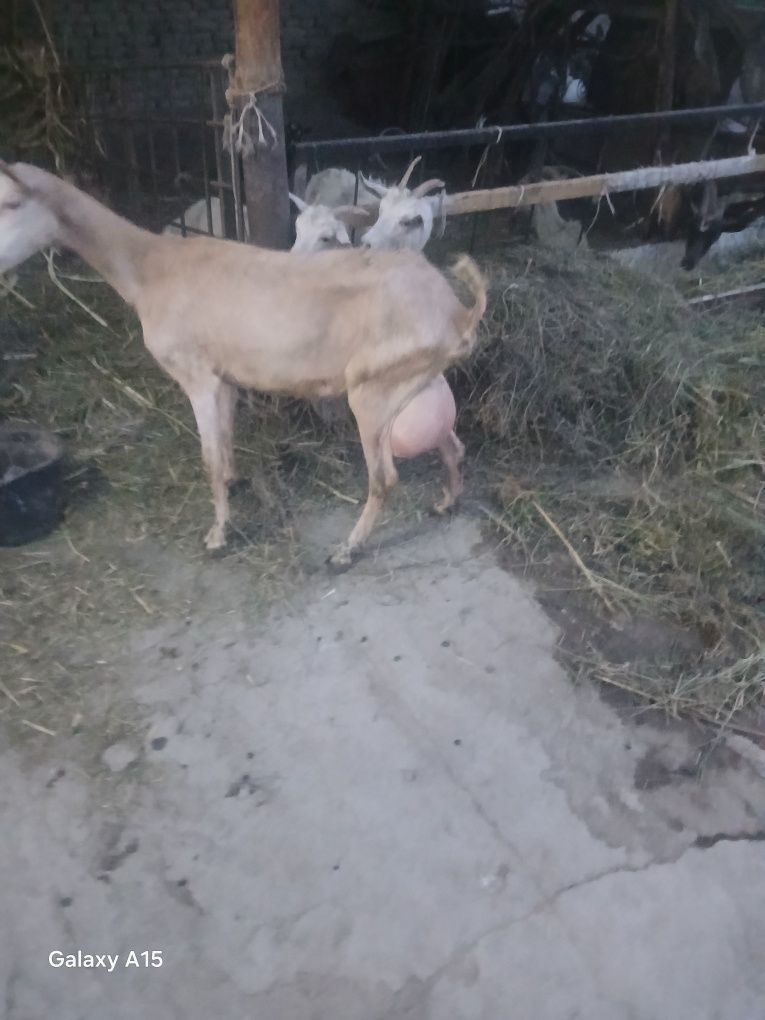Zanin zotli echki sotiladi 2.5 litr sut beradi