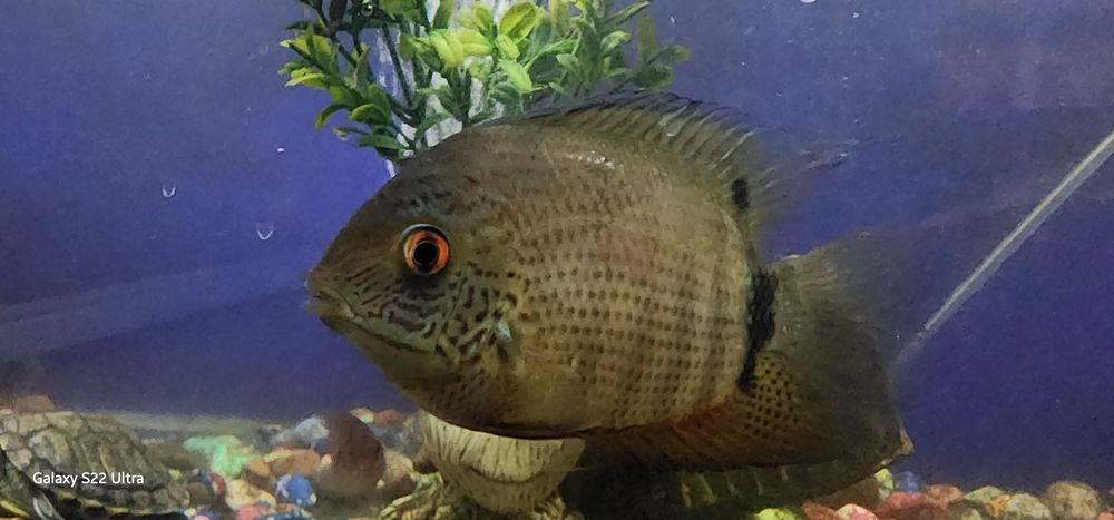 Продаётся Рыба хищники