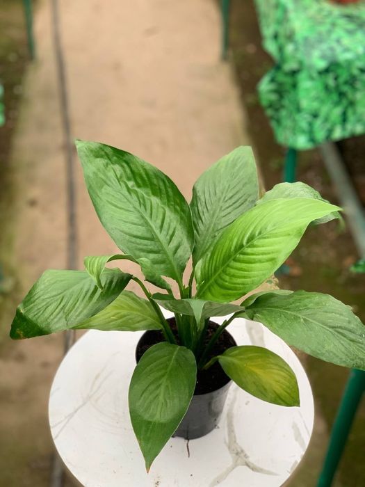 Corona flowers works