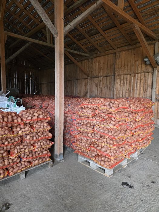 Cartofi mari consum alb și roz