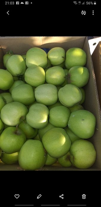 VÂND MERE IDARET 3,80 lei kg Mutiu Florina 3,30lei kg