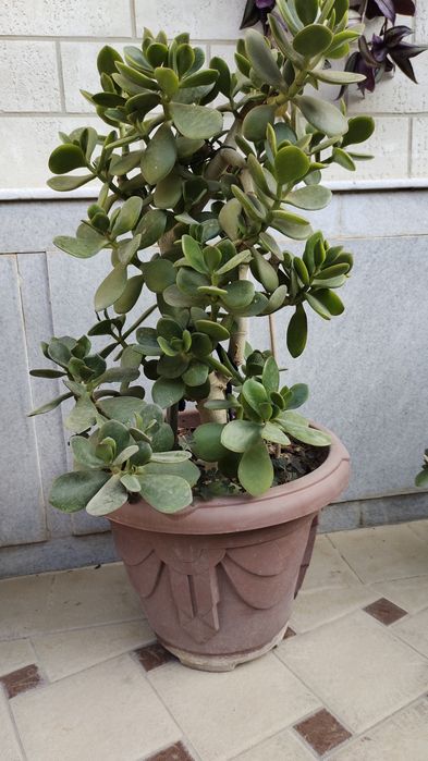 Продается денежное дерево. Цена от 35 000 сум до 170 000 сум